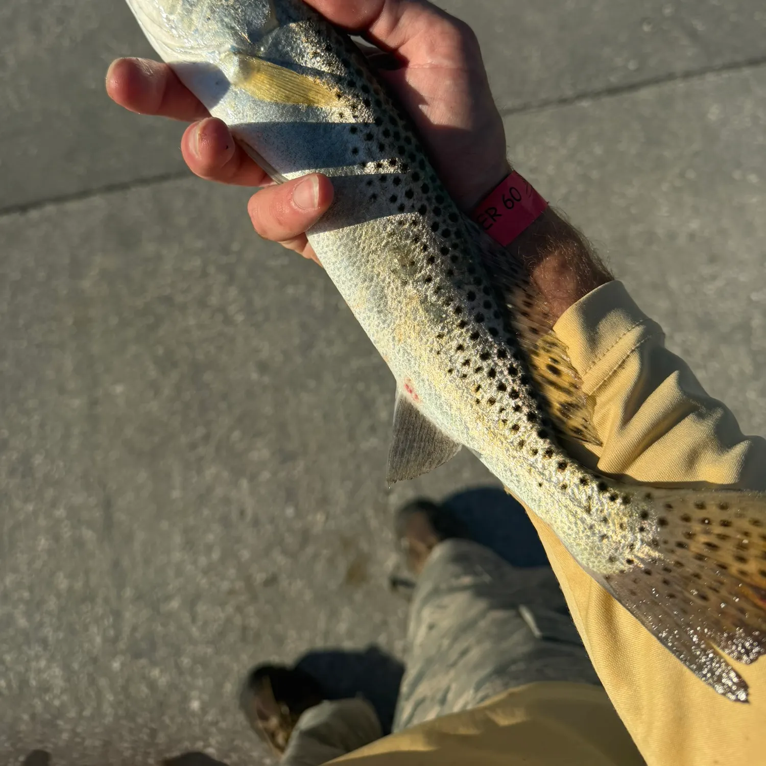 Spotted seatrout caught on Fishbrain