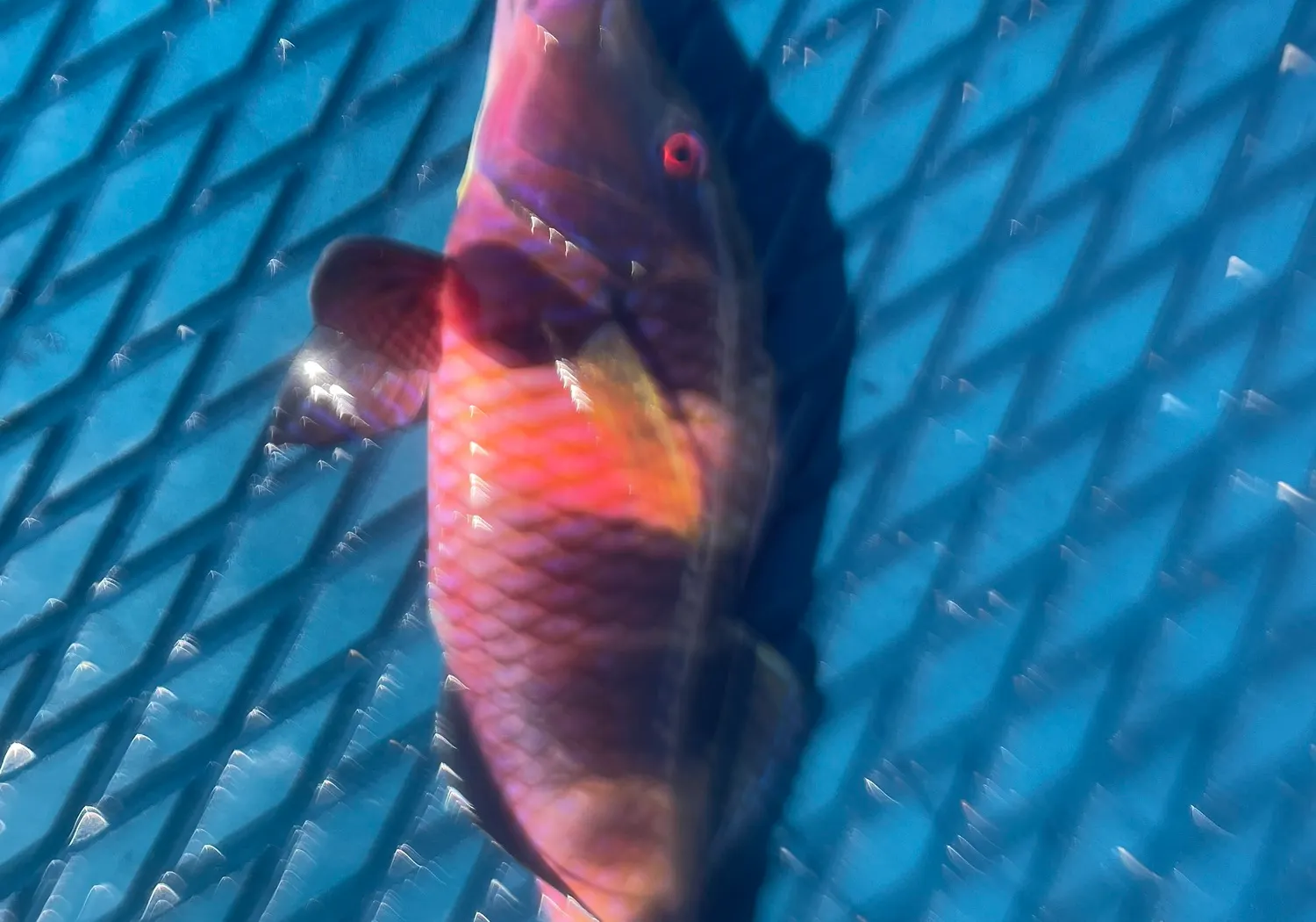 Island goatfish