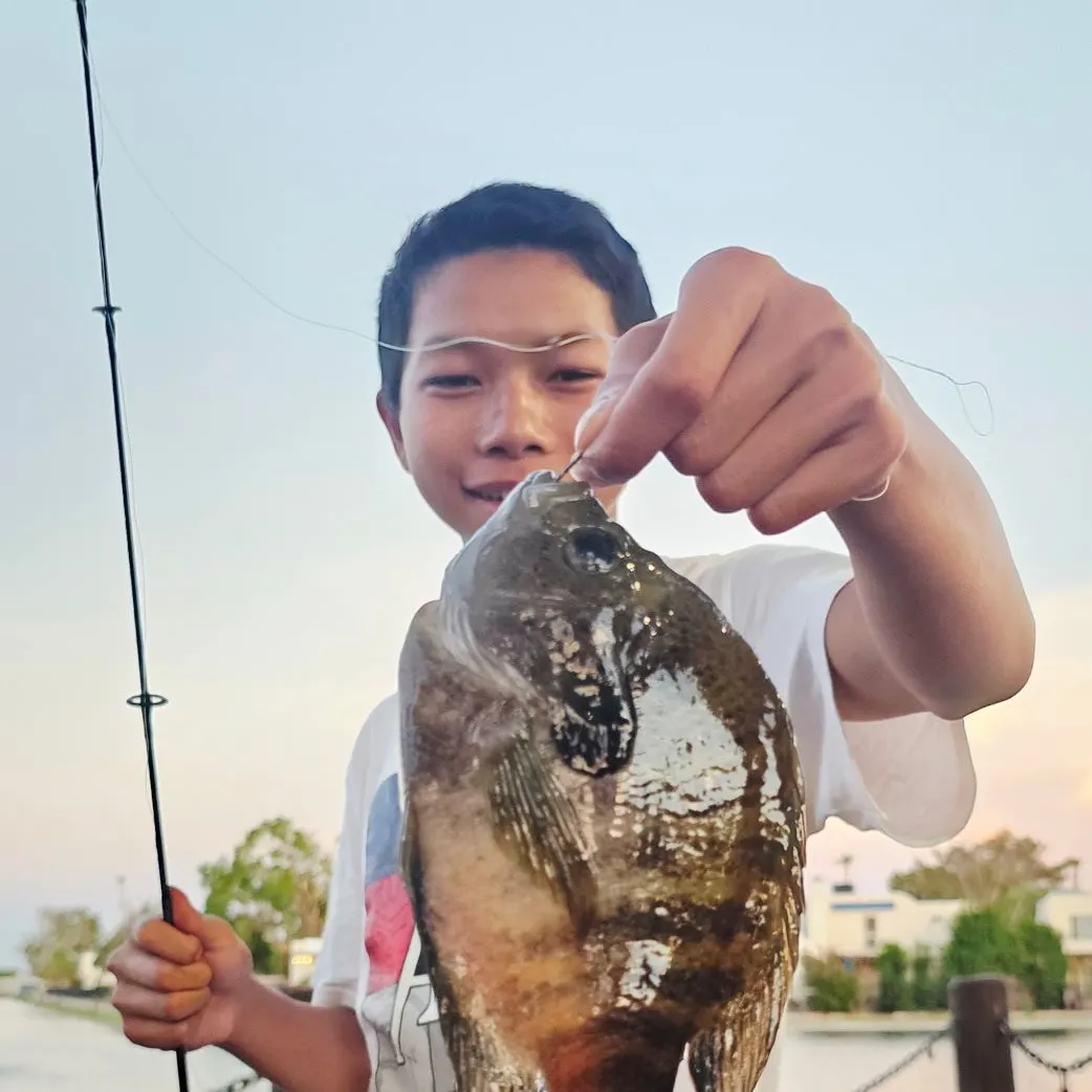 Bluegill caught on Fishbrain