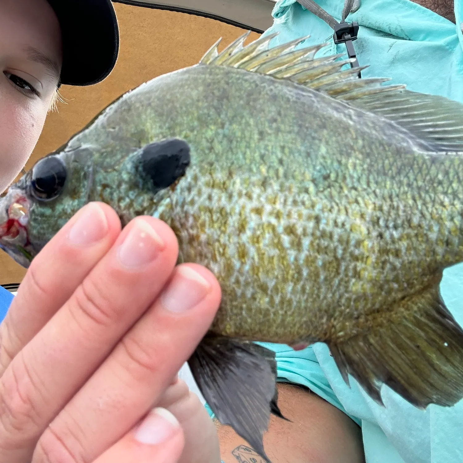 The most recent Bluegill x longear sunfish catches on Fishbrain