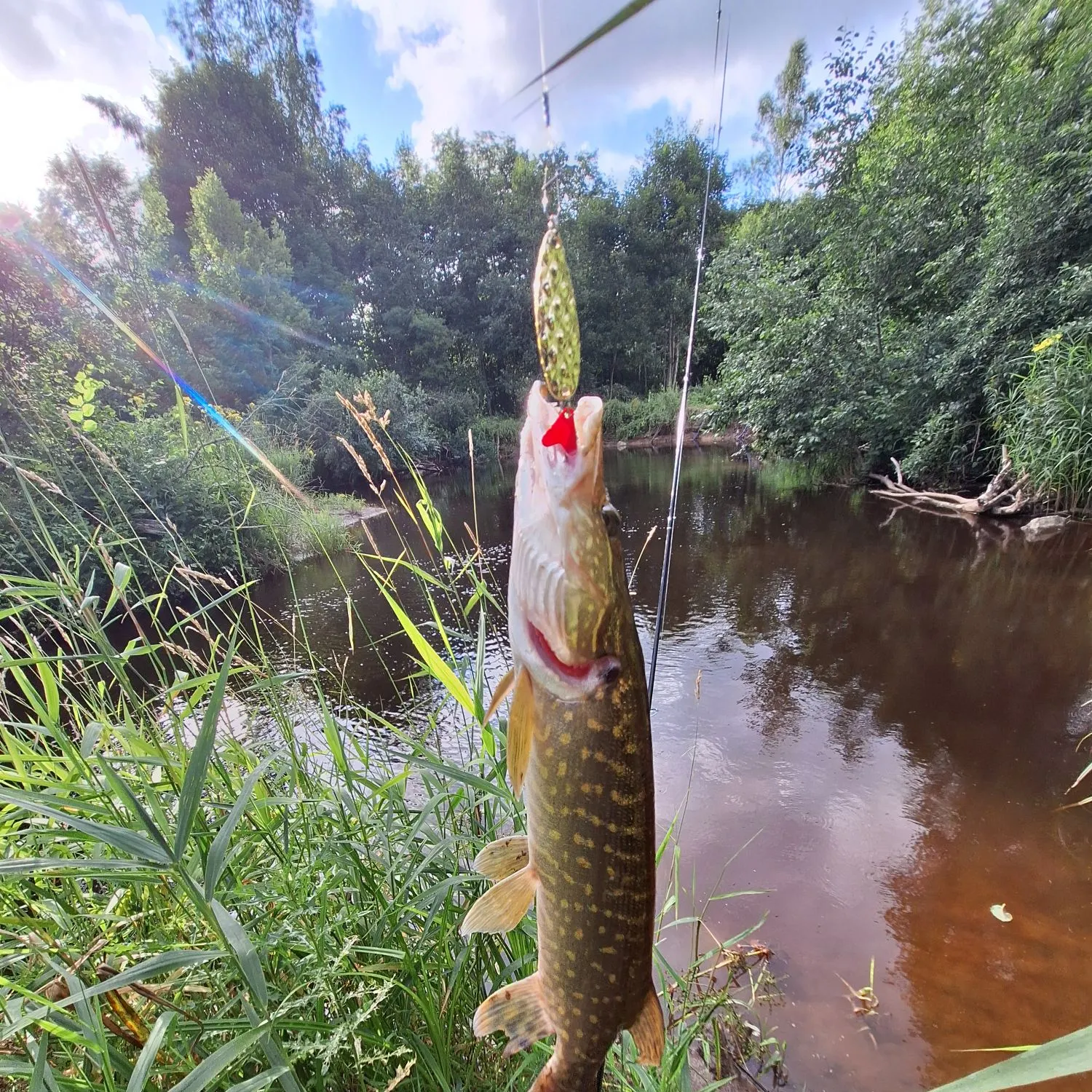 Northern pike caught on Fishbrain