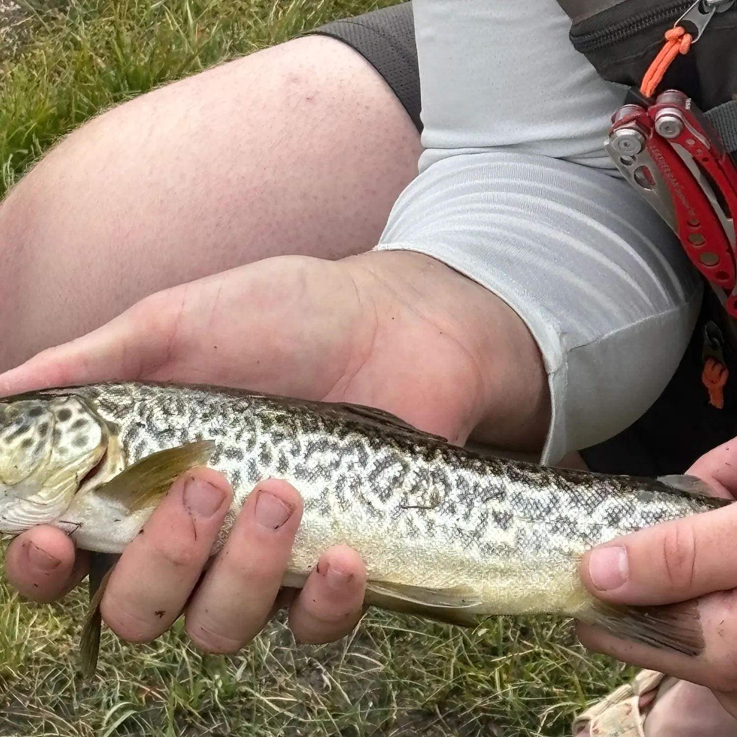 The most recent Tiger trout catches on Fishbrain