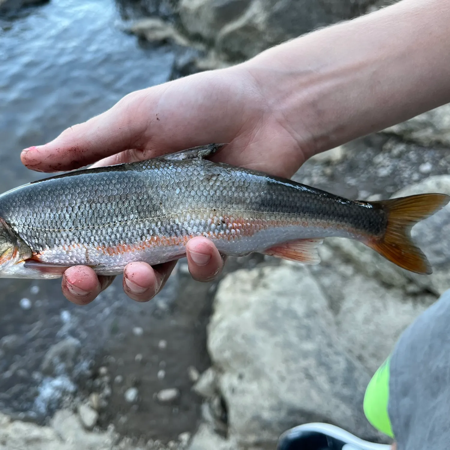 The most recent Round whitefish catches on Fishbrain