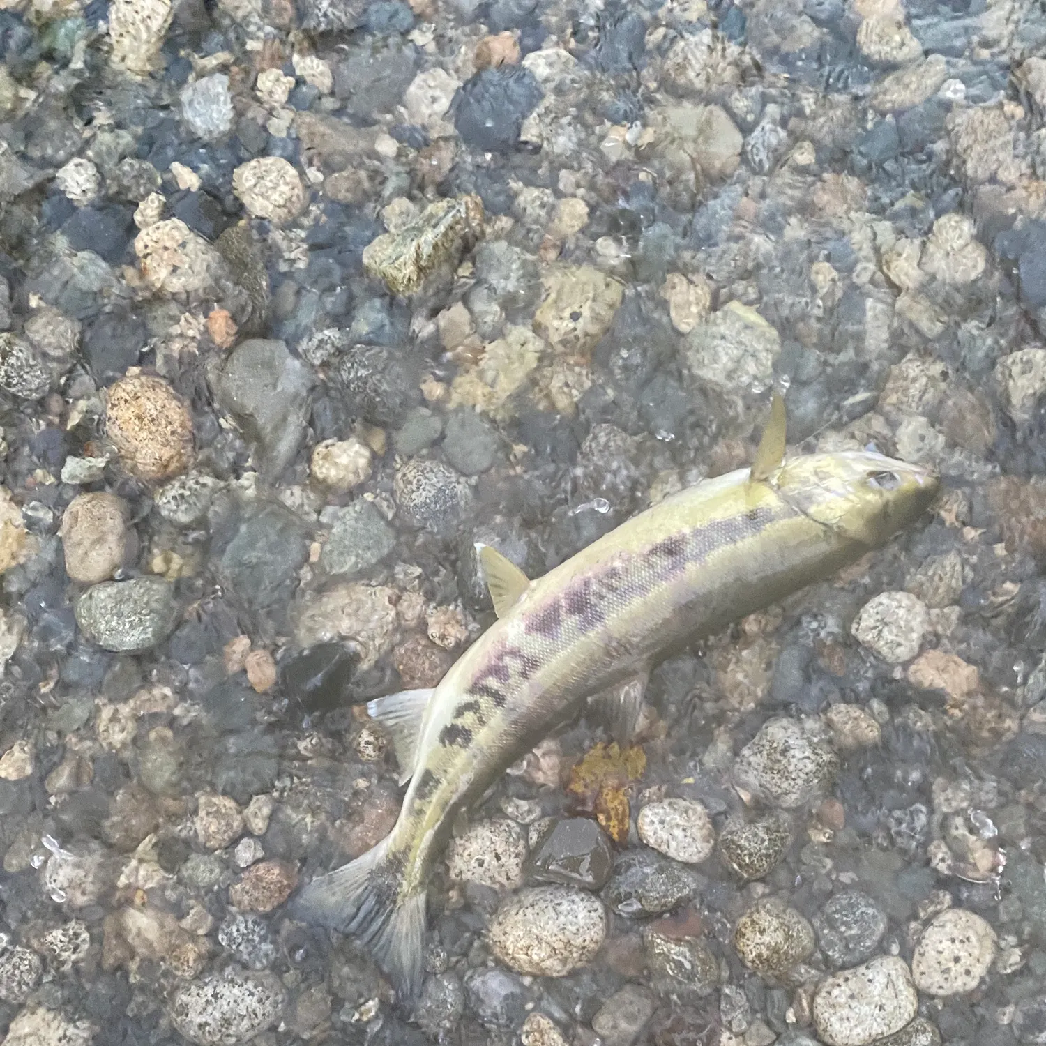 The most recent Chum salmon catches on Fishbrain