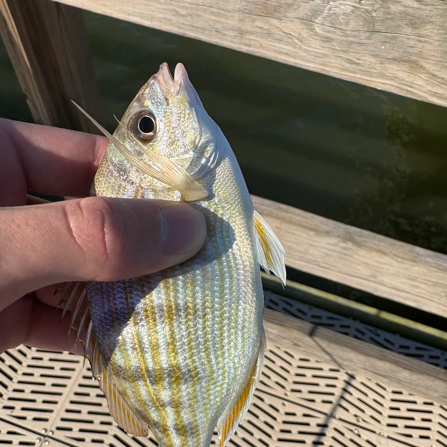 Pinfish caught on Fishbrain