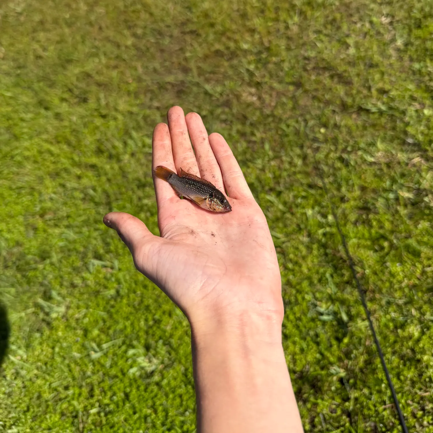 The most recent African Jewelfish catches on Fishbrain