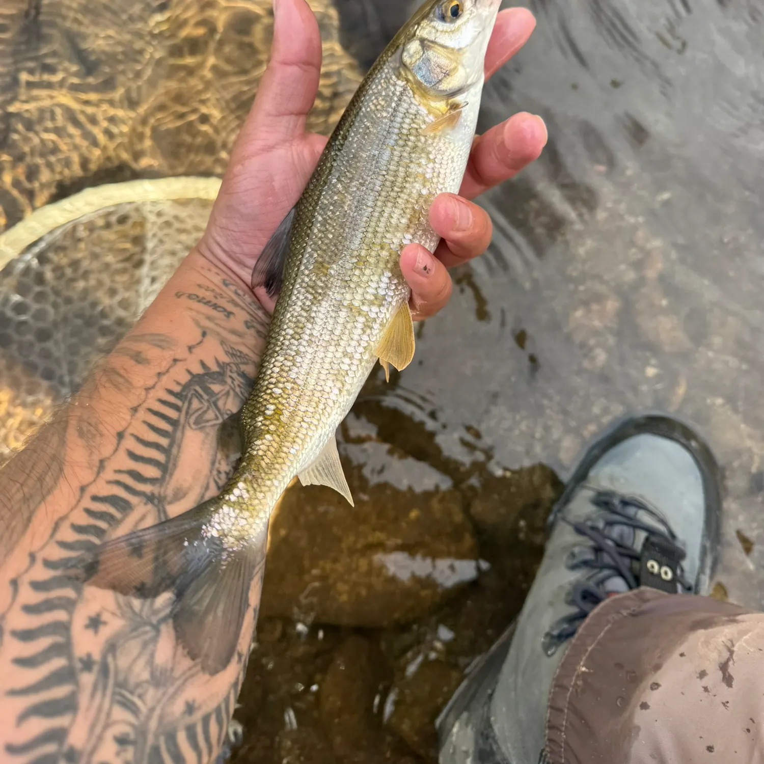 Mountain whitefish caught on Fishbrain