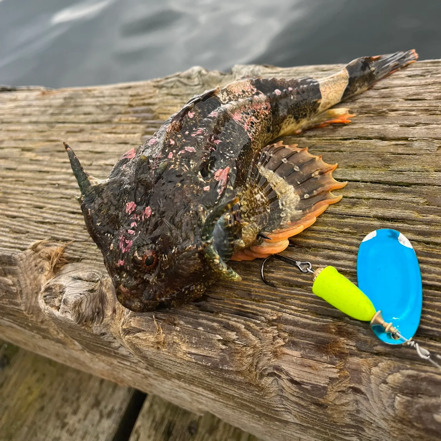 The most recent Buffalo sculpin catches on Fishbrain