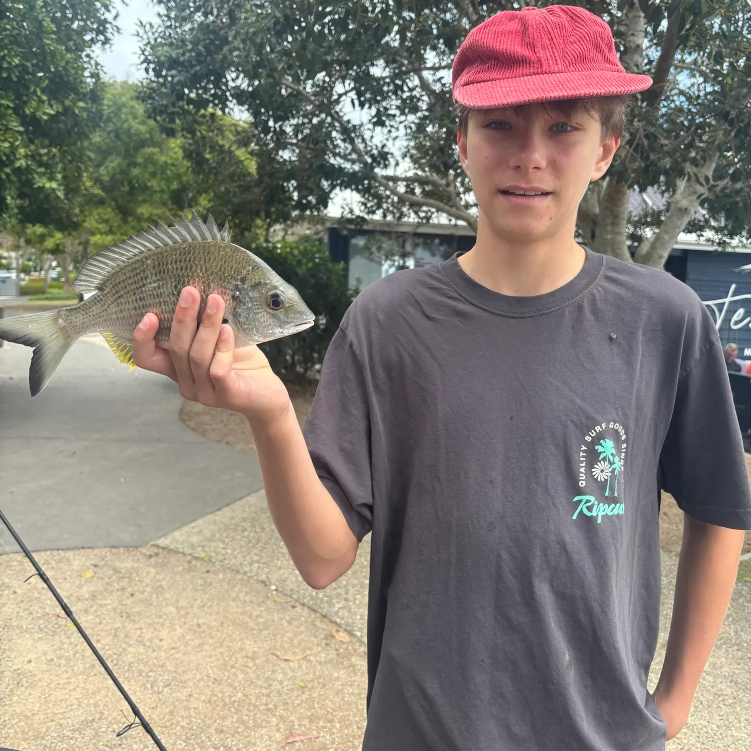 Surf bream caught on Fishbrain