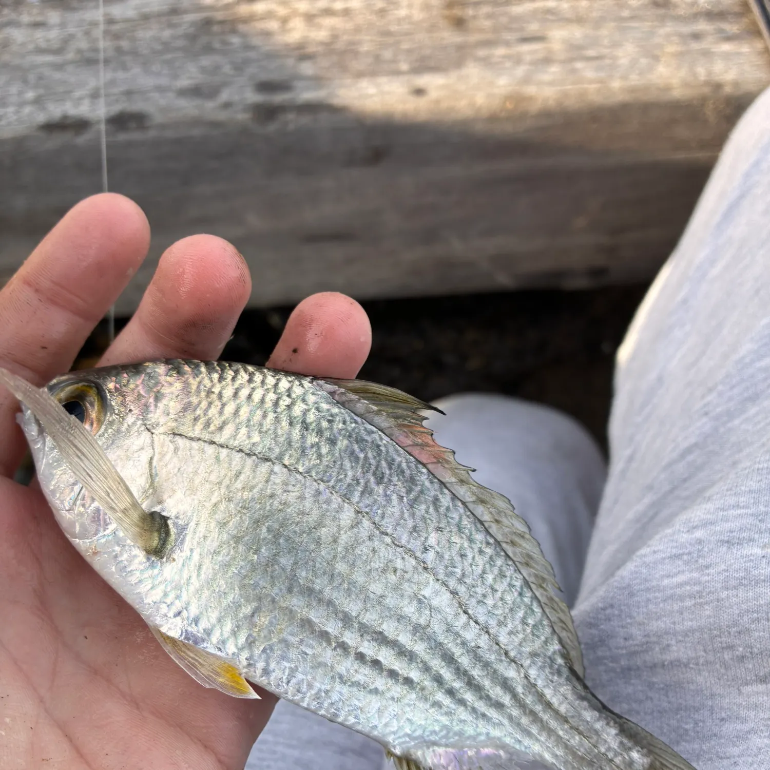 The most recent Common silver belly catches on Fishbrain