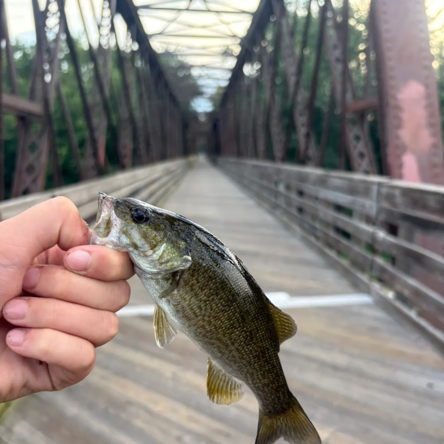 Smallmouth bass caught on Fishbrain