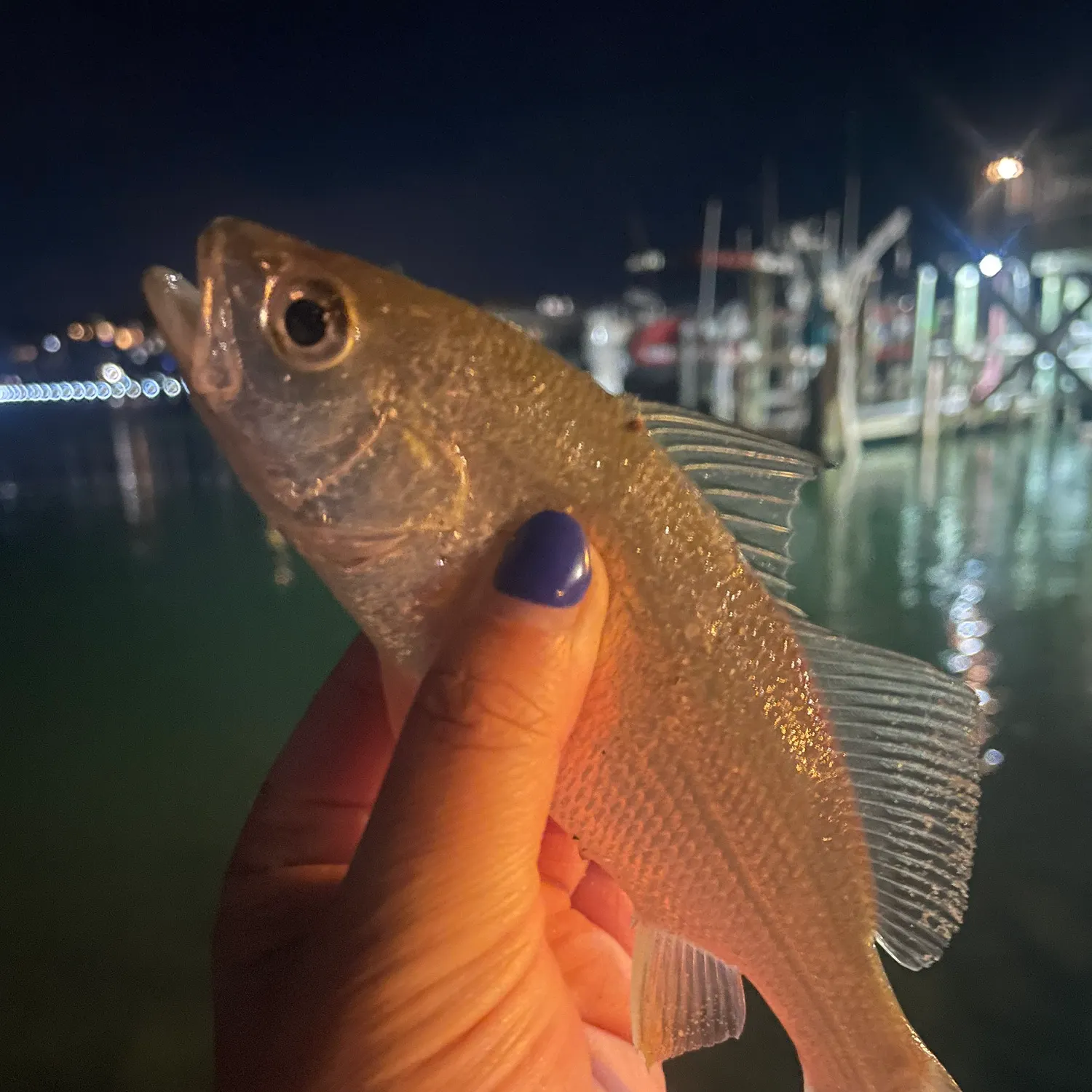 The most recent Silver perch catches on Fishbrain