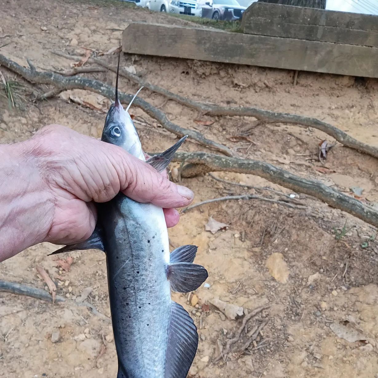 Channel catfish caught on Fishbrain