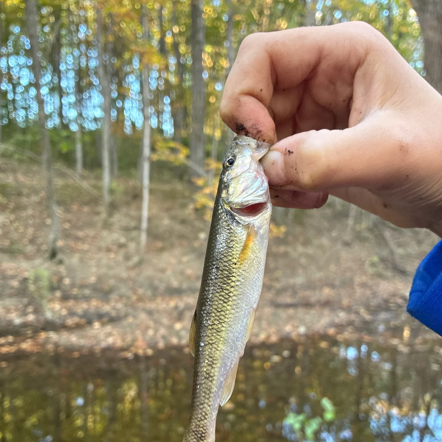 Creek chub caught on Fishbrain