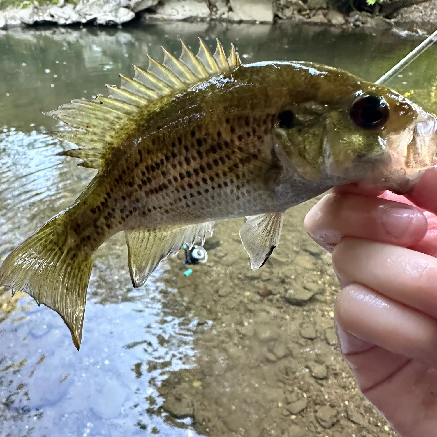 Rock bass caught on Fishbrain