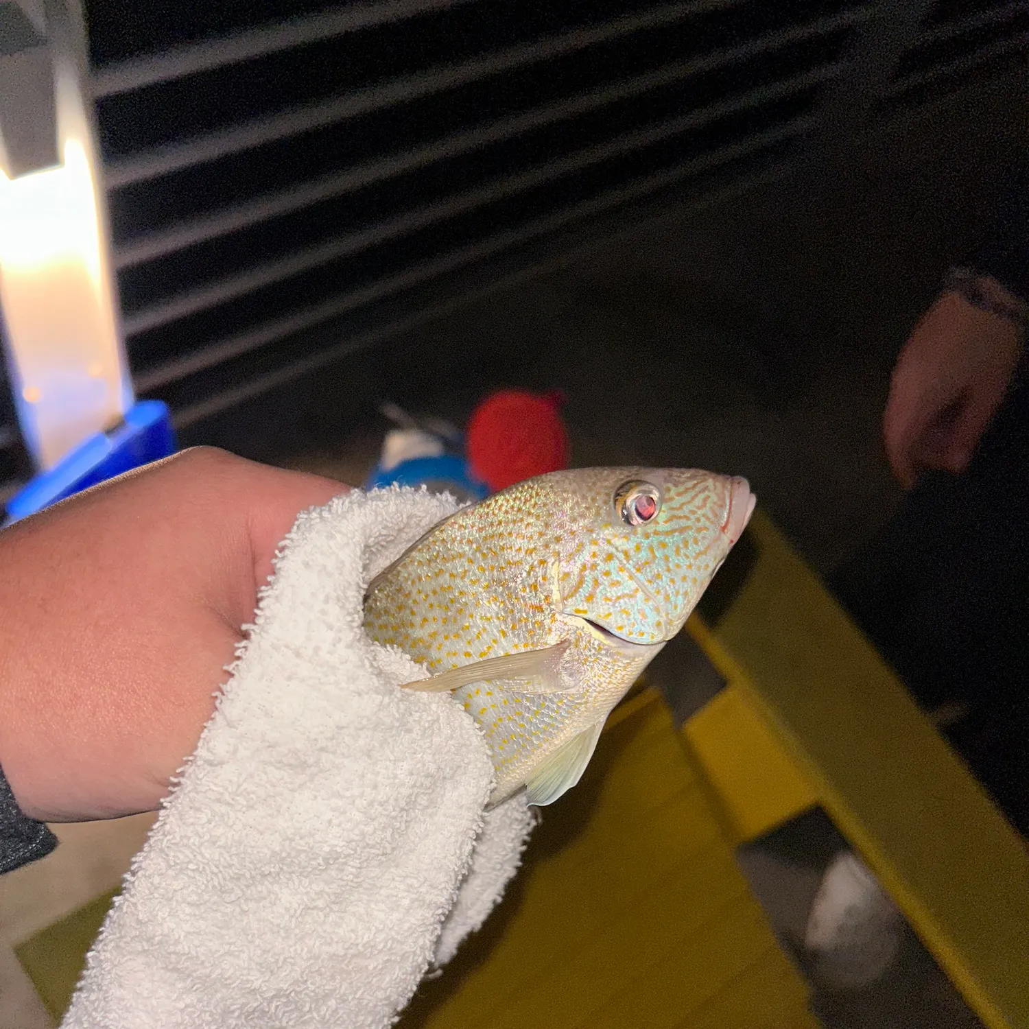 The most recent Longear sunfish catches on Fishbrain