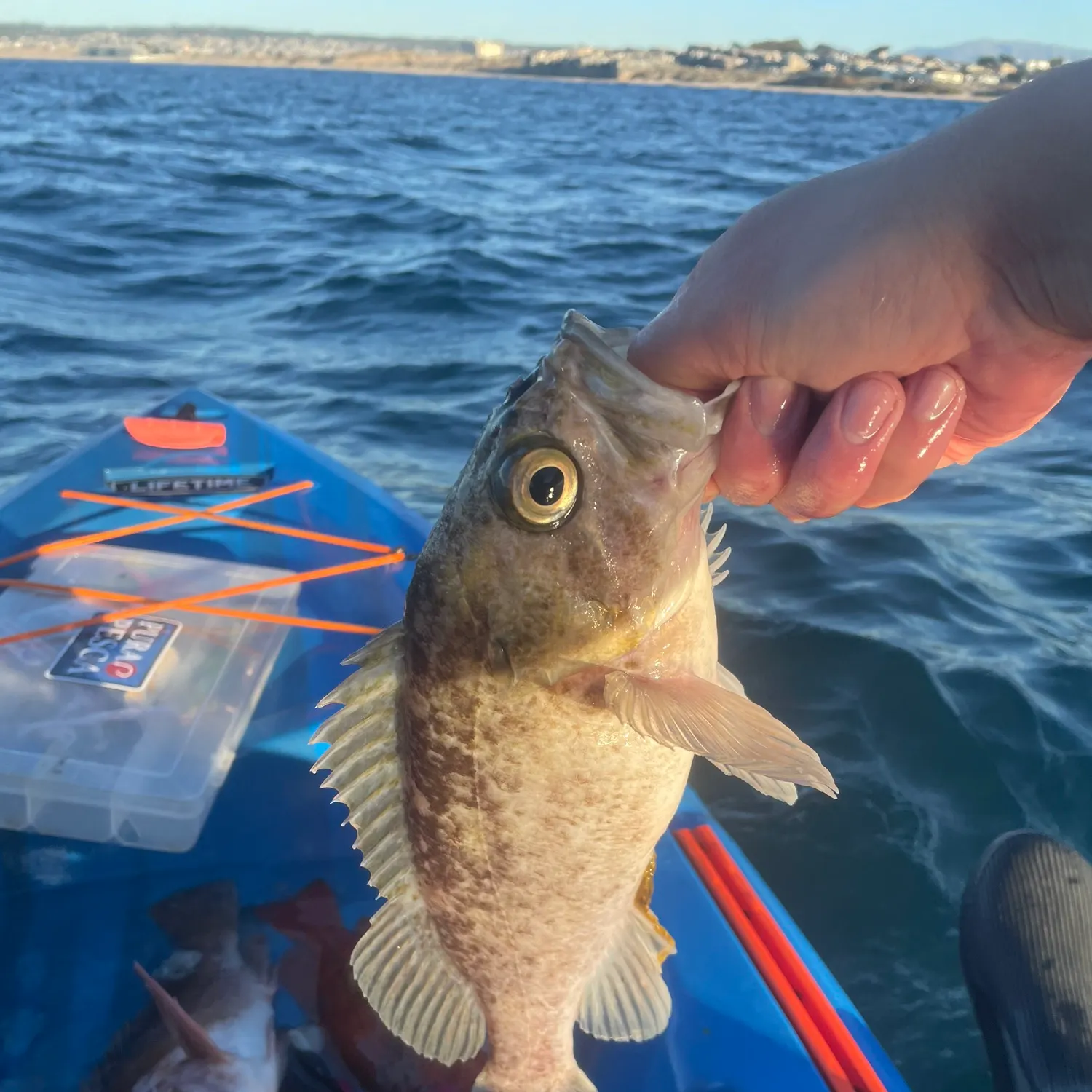 The most recent Kelp rockfish catches on Fishbrain
