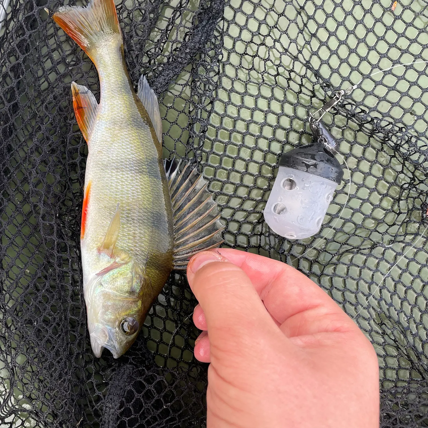 European perch caught on Fishbrain