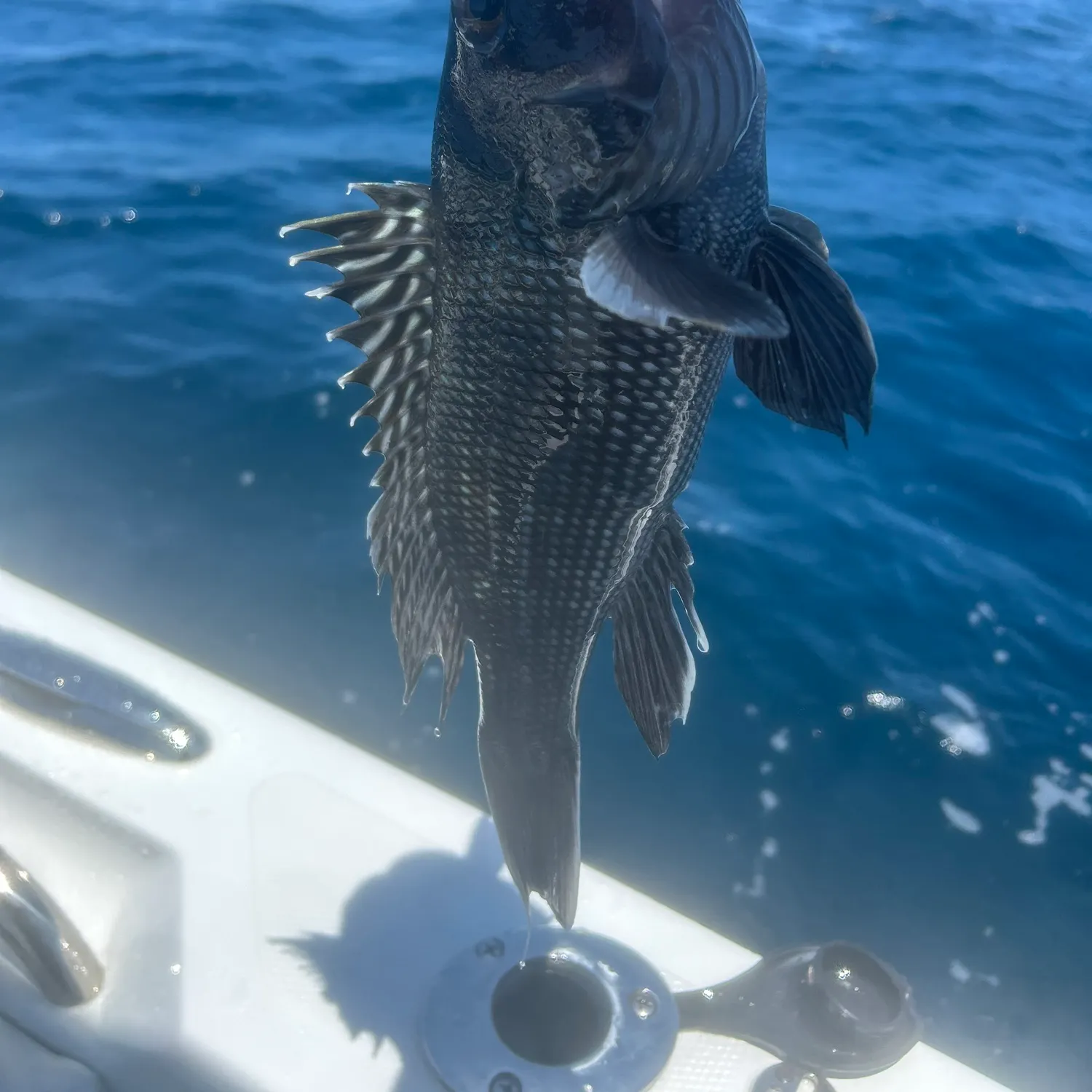 The most recent Black sea bass catches on Fishbrain
