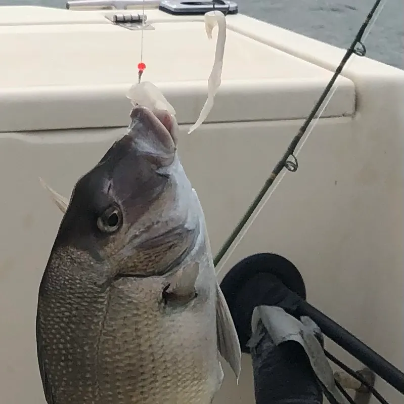 Silver porgy caught on Fishbrain