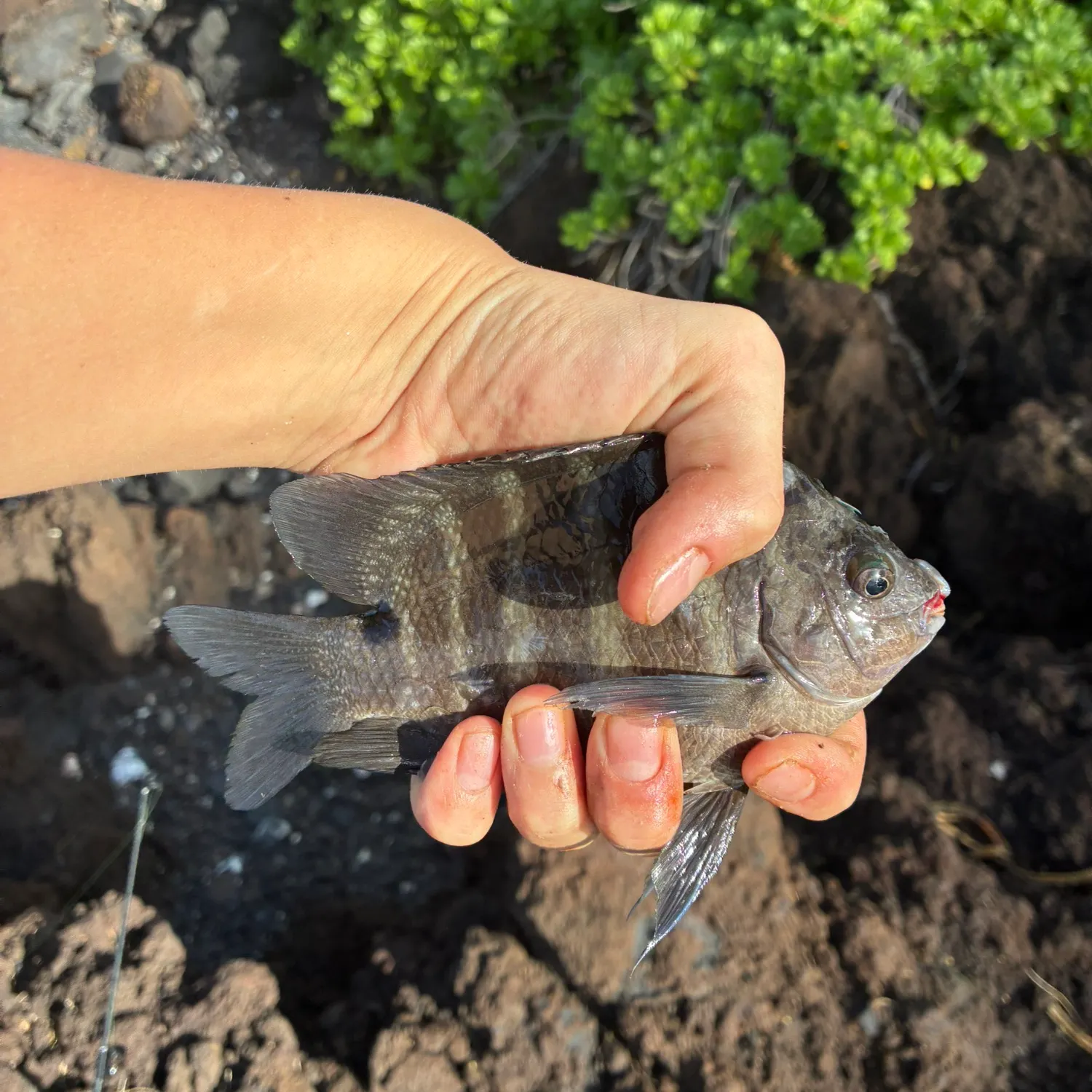 The most recent Blackspot sergeant catches on Fishbrain