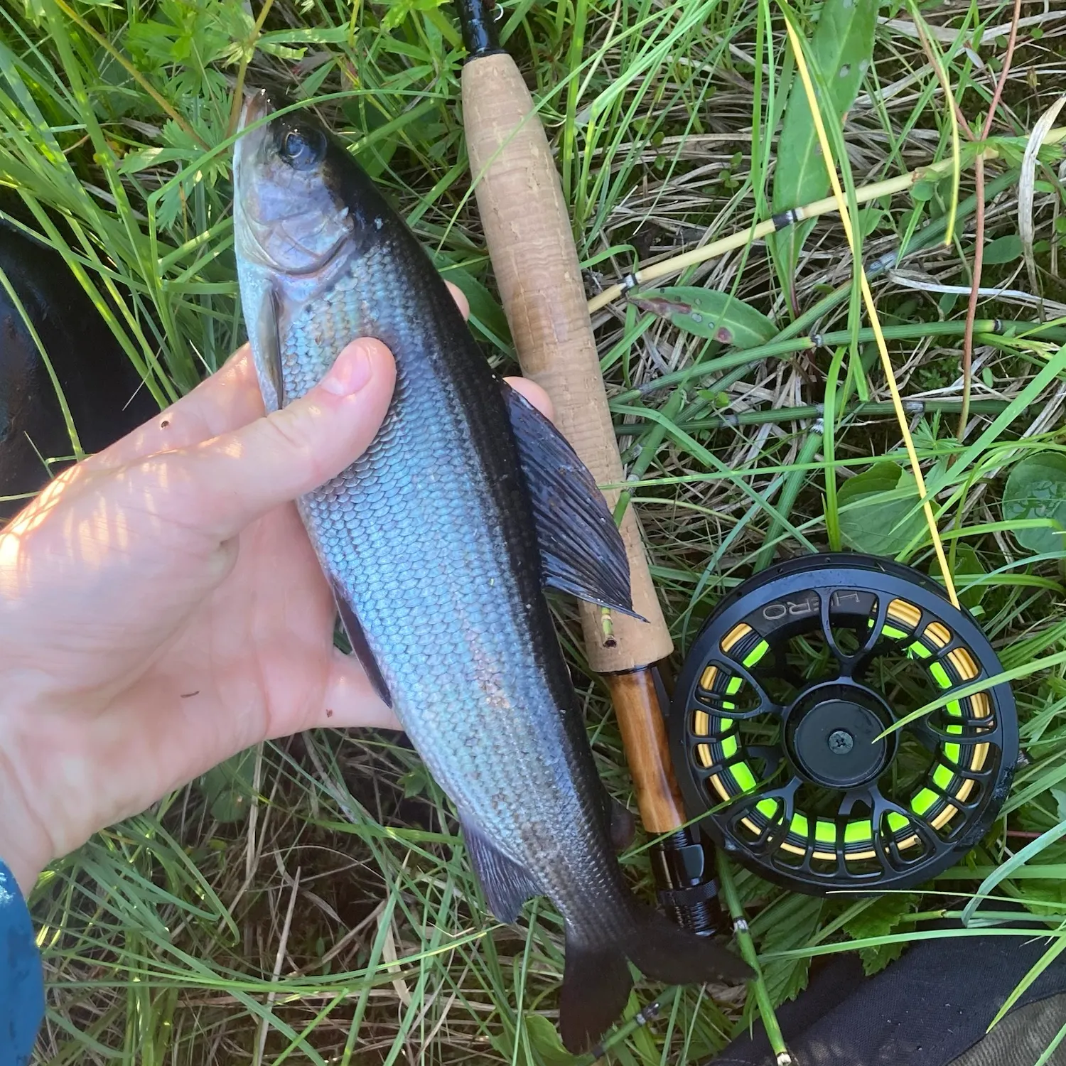 European grayling caught on Fishbrain