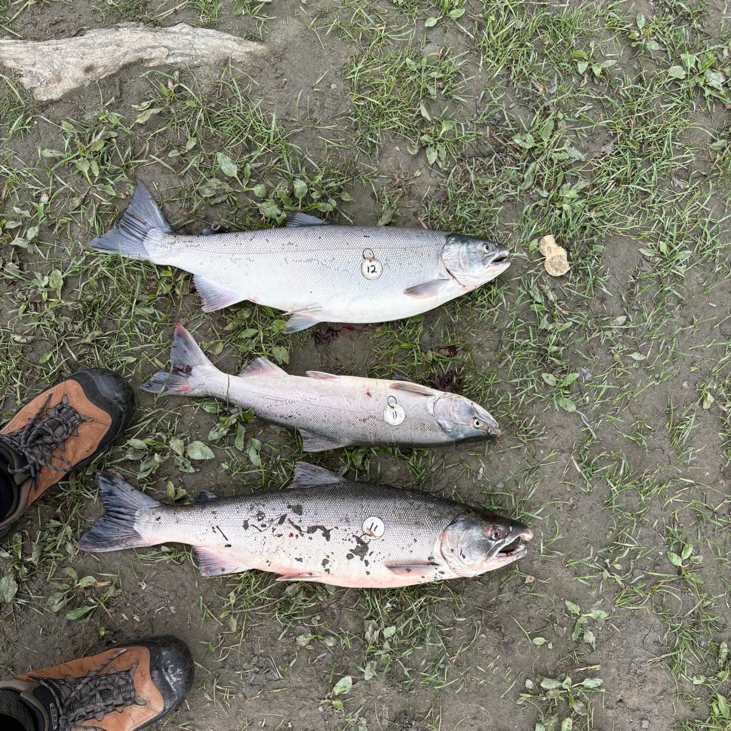Coho salmon caught on Fishbrain