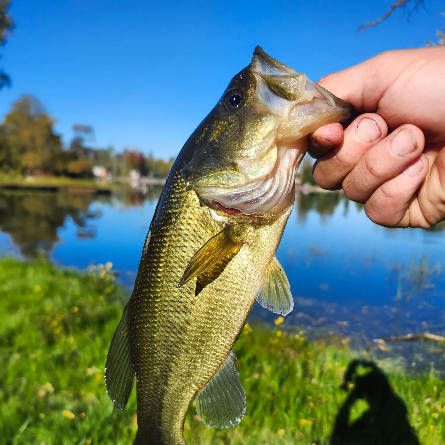 Largemouth bass caught on Fishbrain