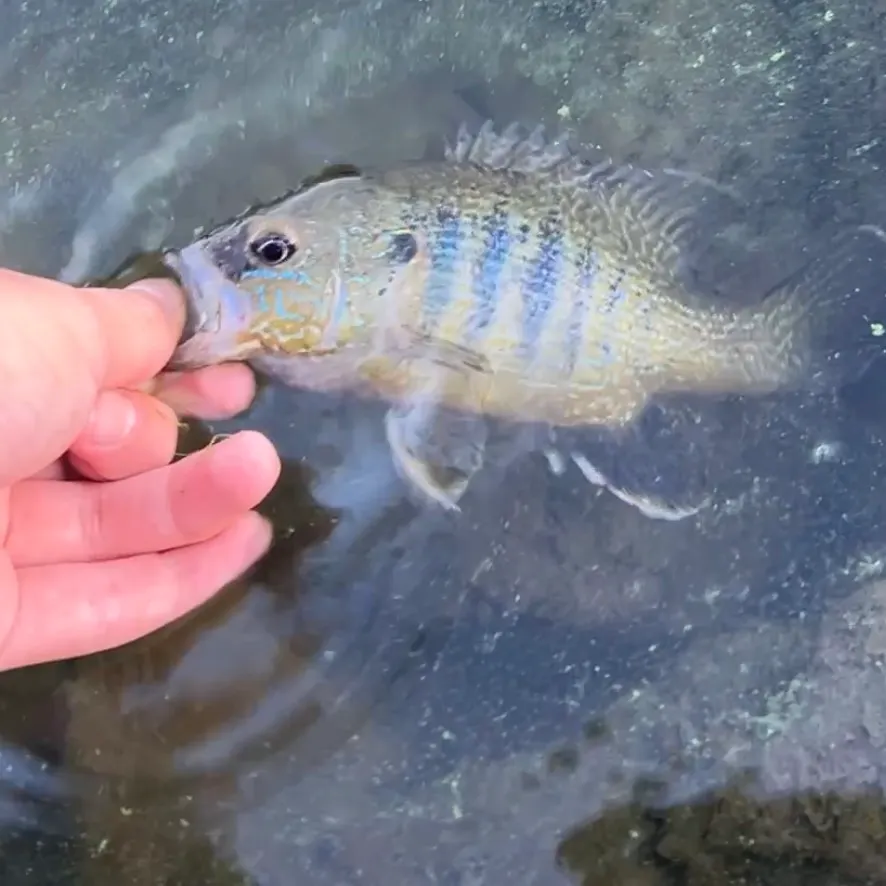 Green sunfish caught on Fishbrain