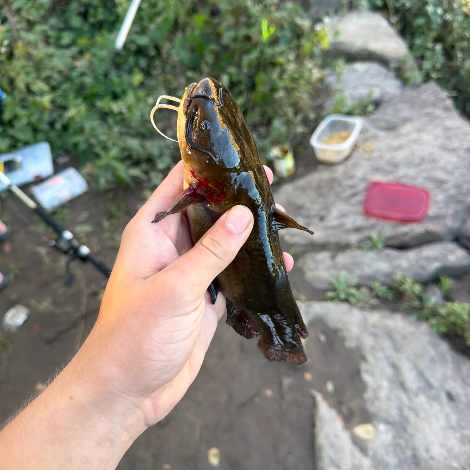 Black bullhead caught on Fishbrain
