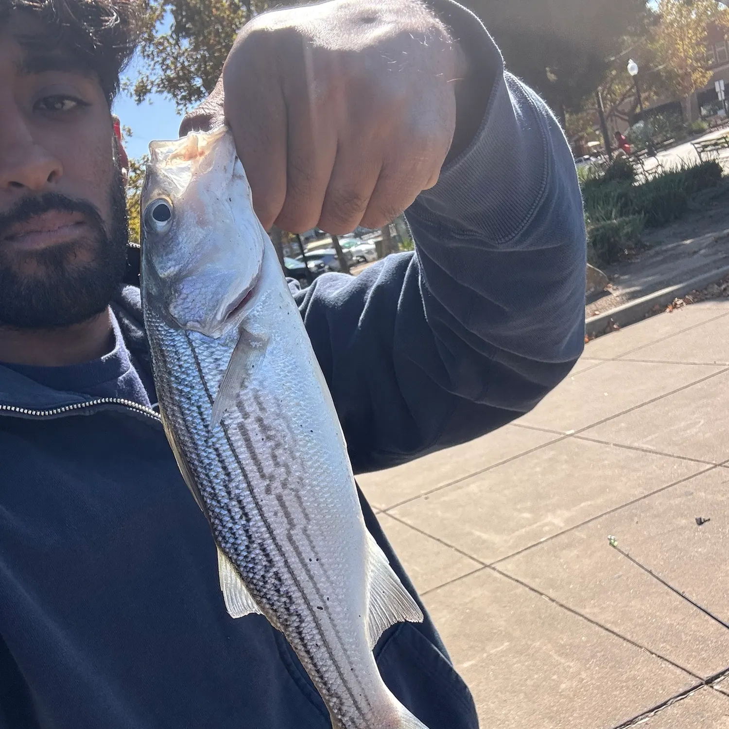 Striped bass caught on Fishbrain