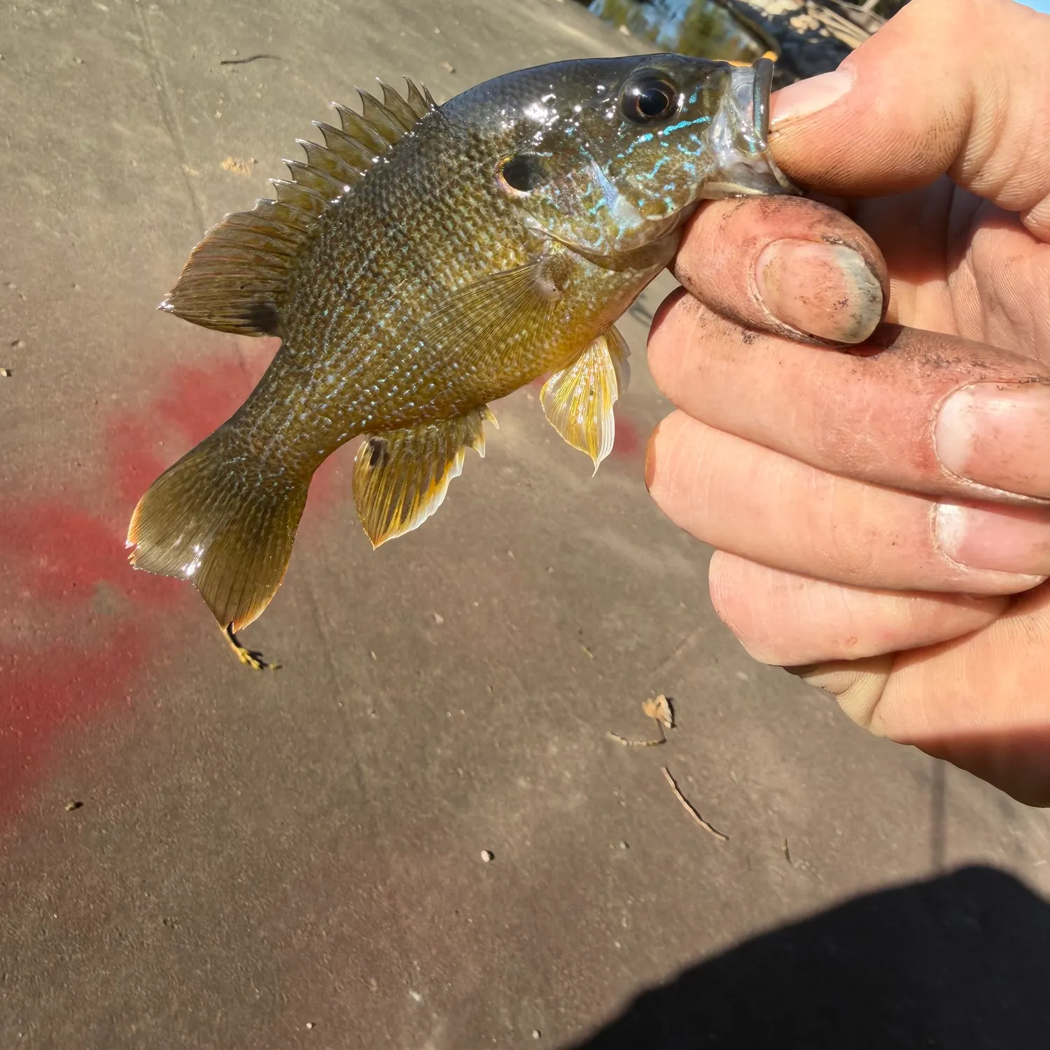 catch
