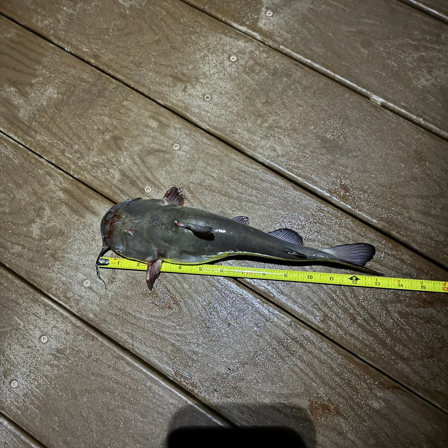 The most recent Black bullhead catches on Fishbrain