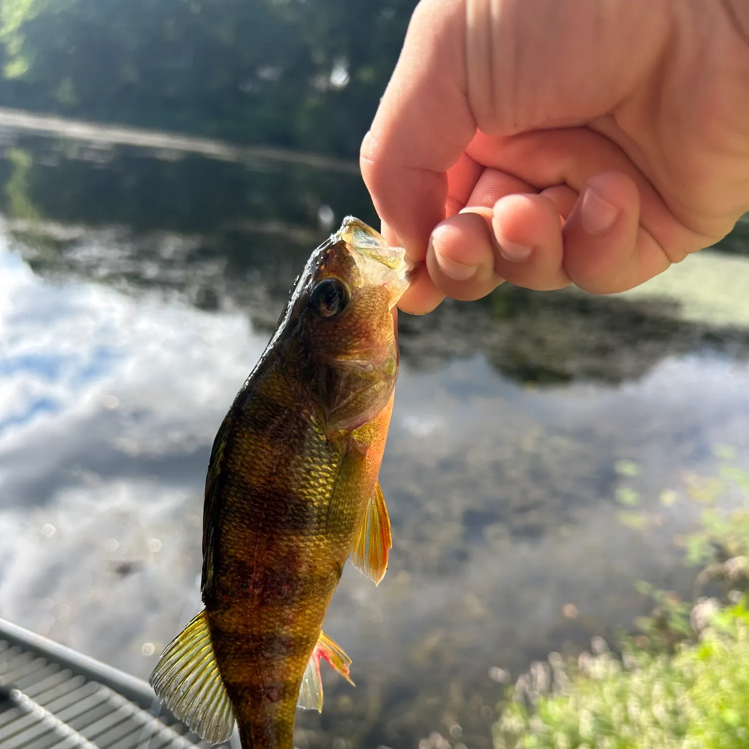Yellow perch caught on Fishbrain