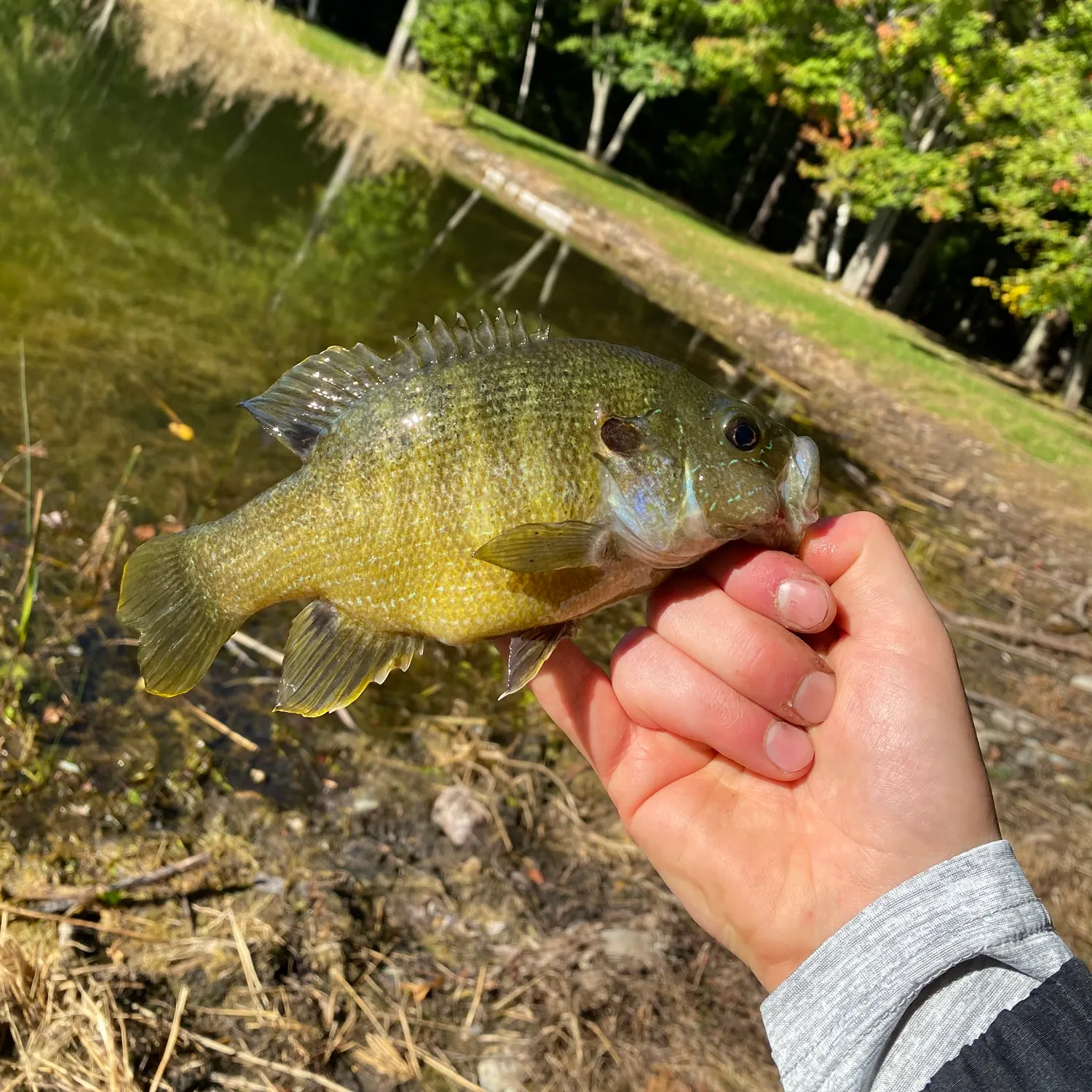 Green sunfish caught on Fishbrain
