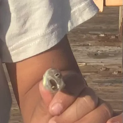 The most recent California lizardfish catches on Fishbrain