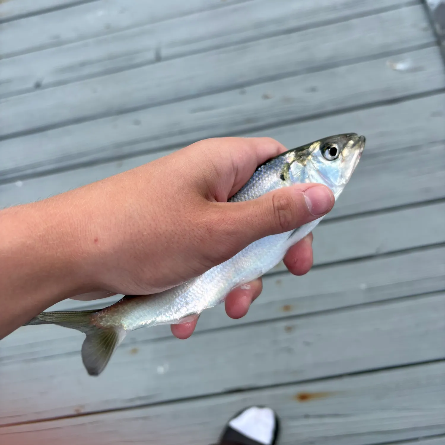 American shad caught on Fishbrain