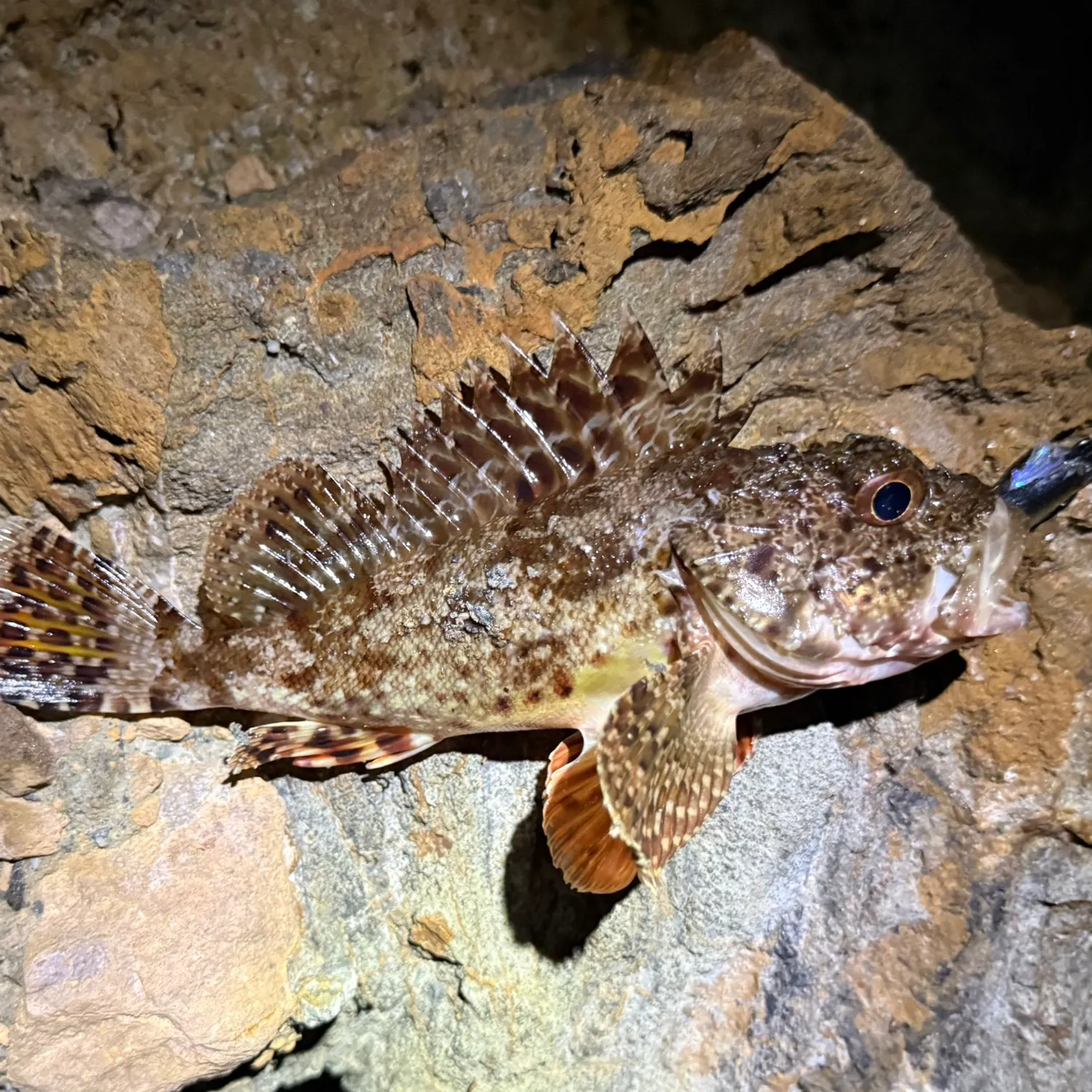 The most recent California scorpionfish catches on Fishbrain