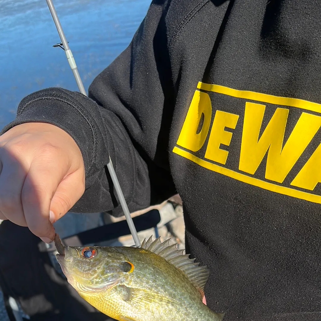 Redear sunfish caught on Fishbrain