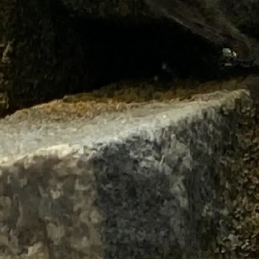 The most recent Largemouth blenny catches on Fishbrain