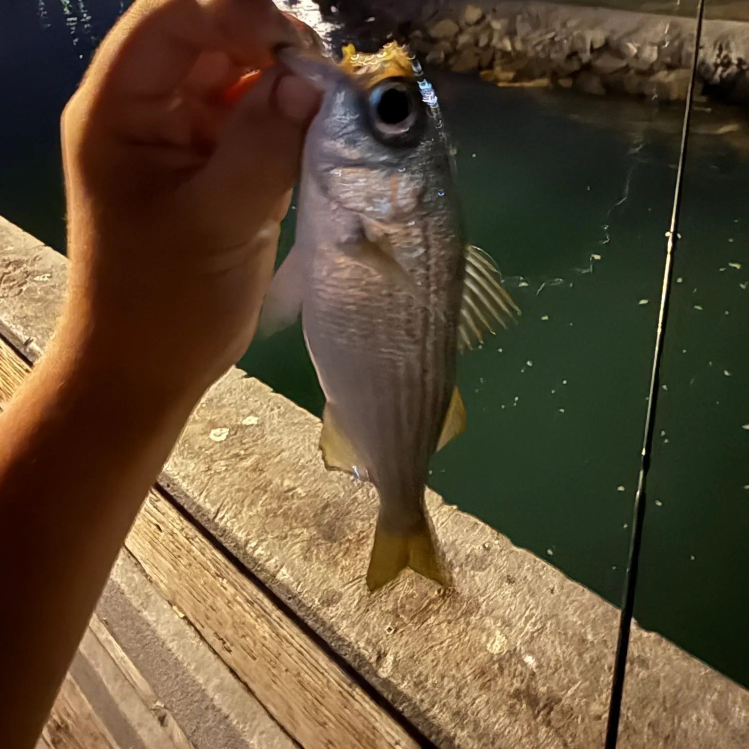 Salema porgy caught on Fishbrain