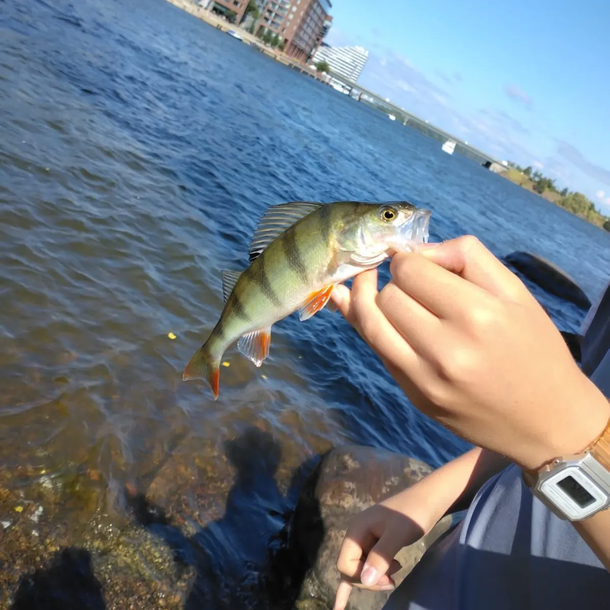 catch