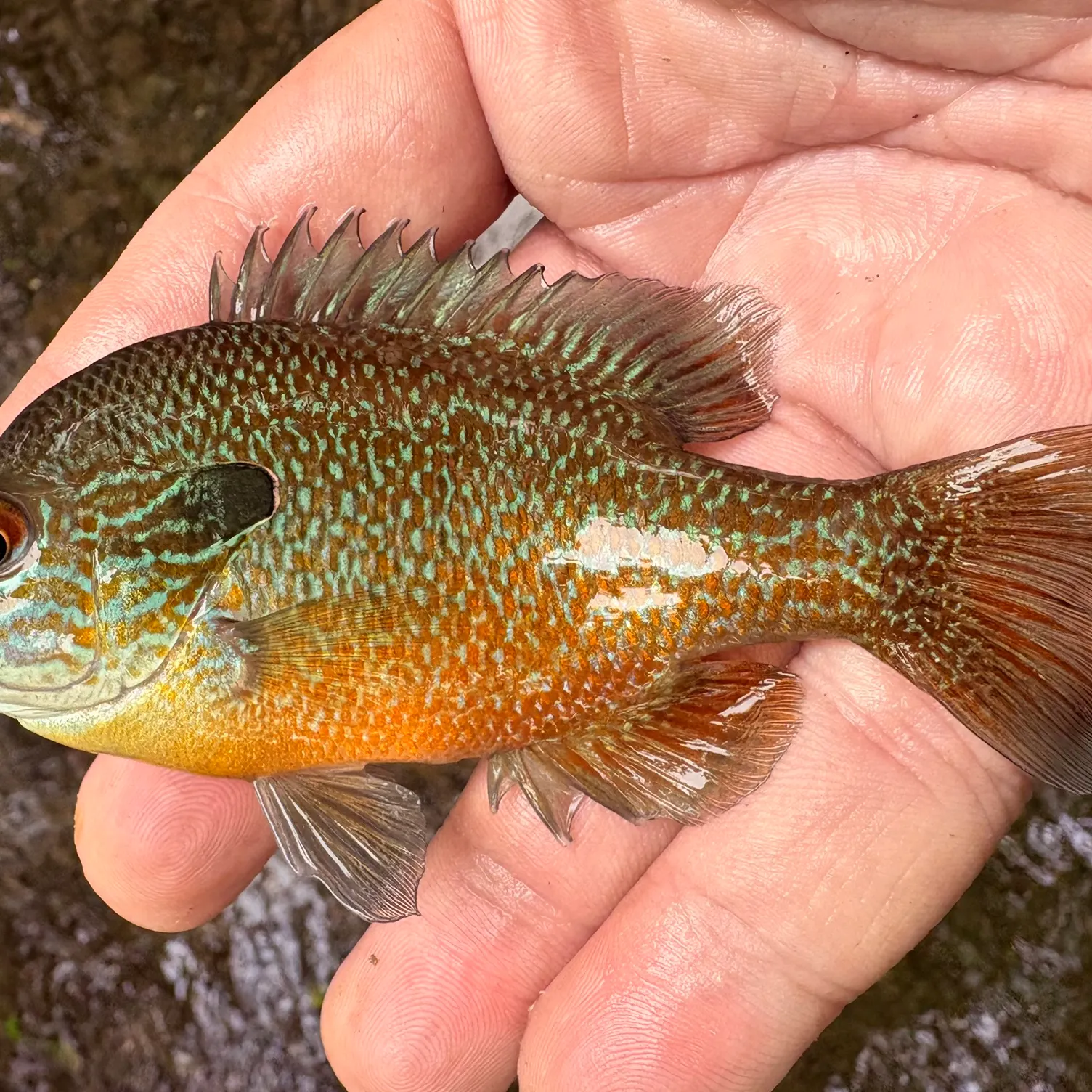 The most popular recent Plains longear sunfish catch on Fishbrain