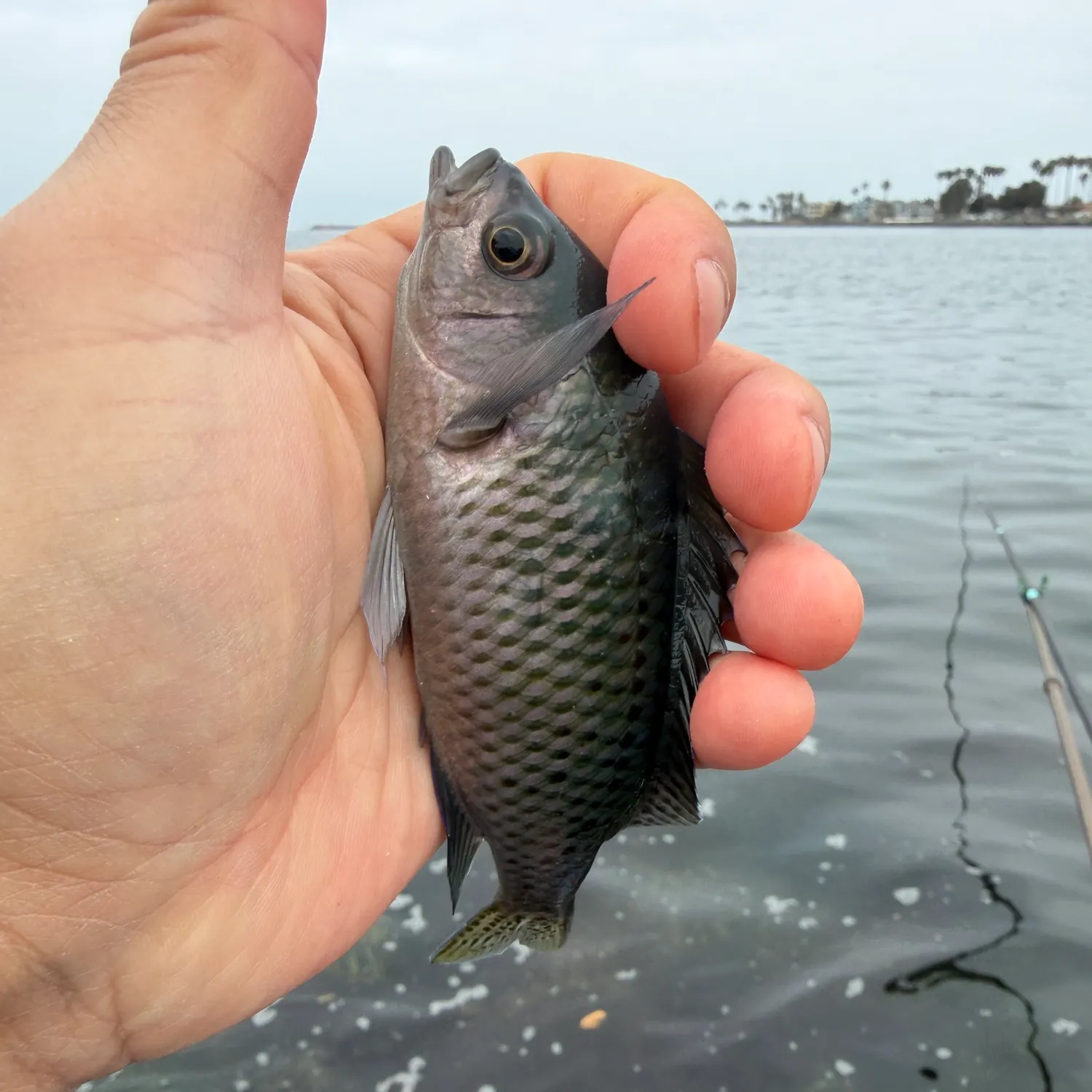 The most recent Blacksmith catches on Fishbrain