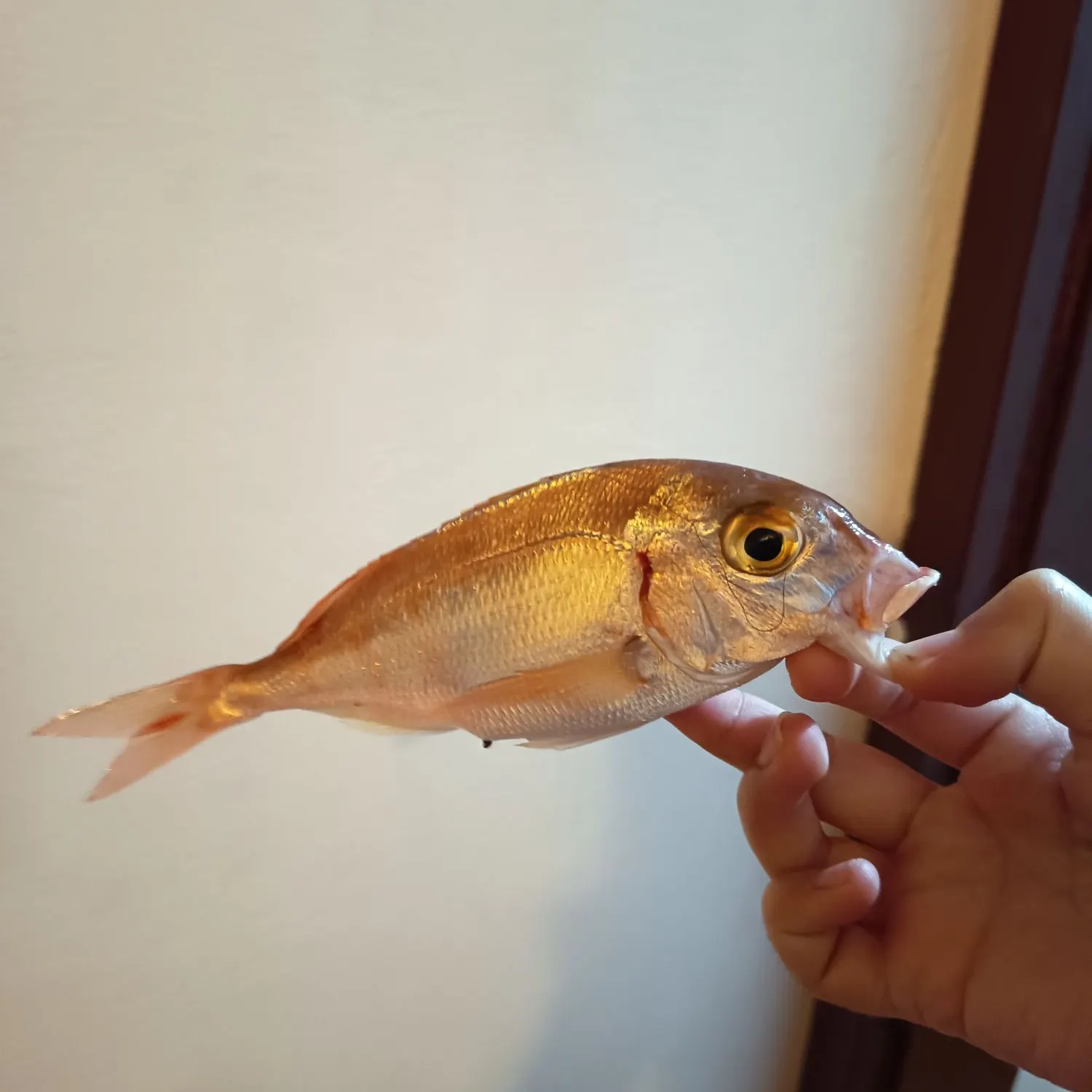 The most recent Common pandora catches on Fishbrain