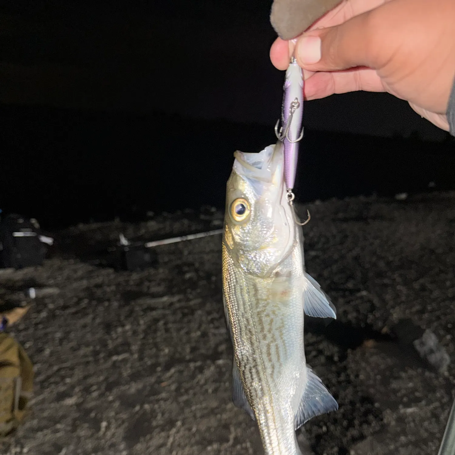 Striped bass caught on Fishbrain