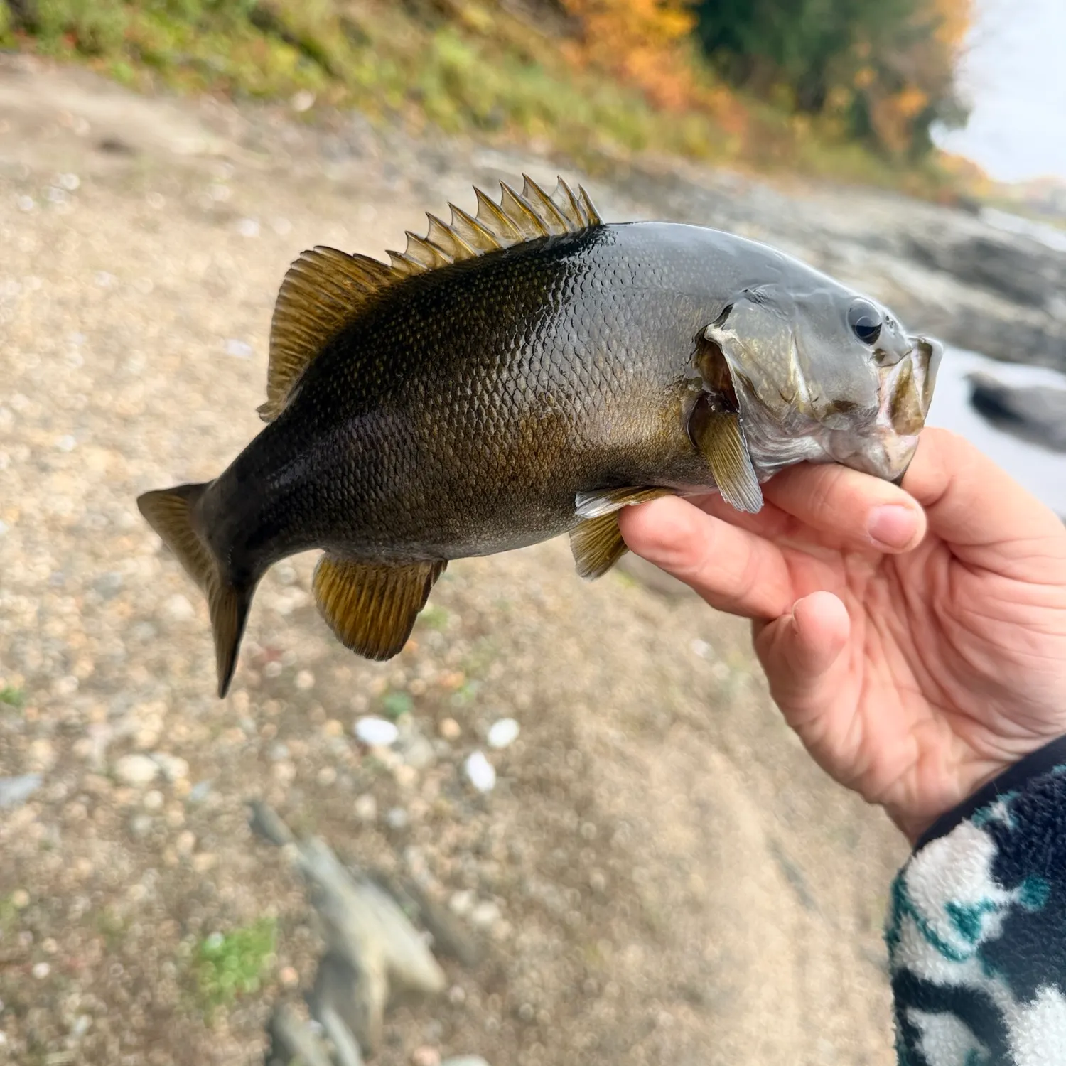 Smallmouth bass caught on Fishbrain