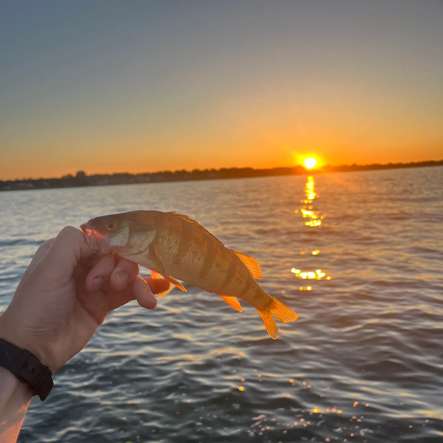 Yellow perch caught on Fishbrain
