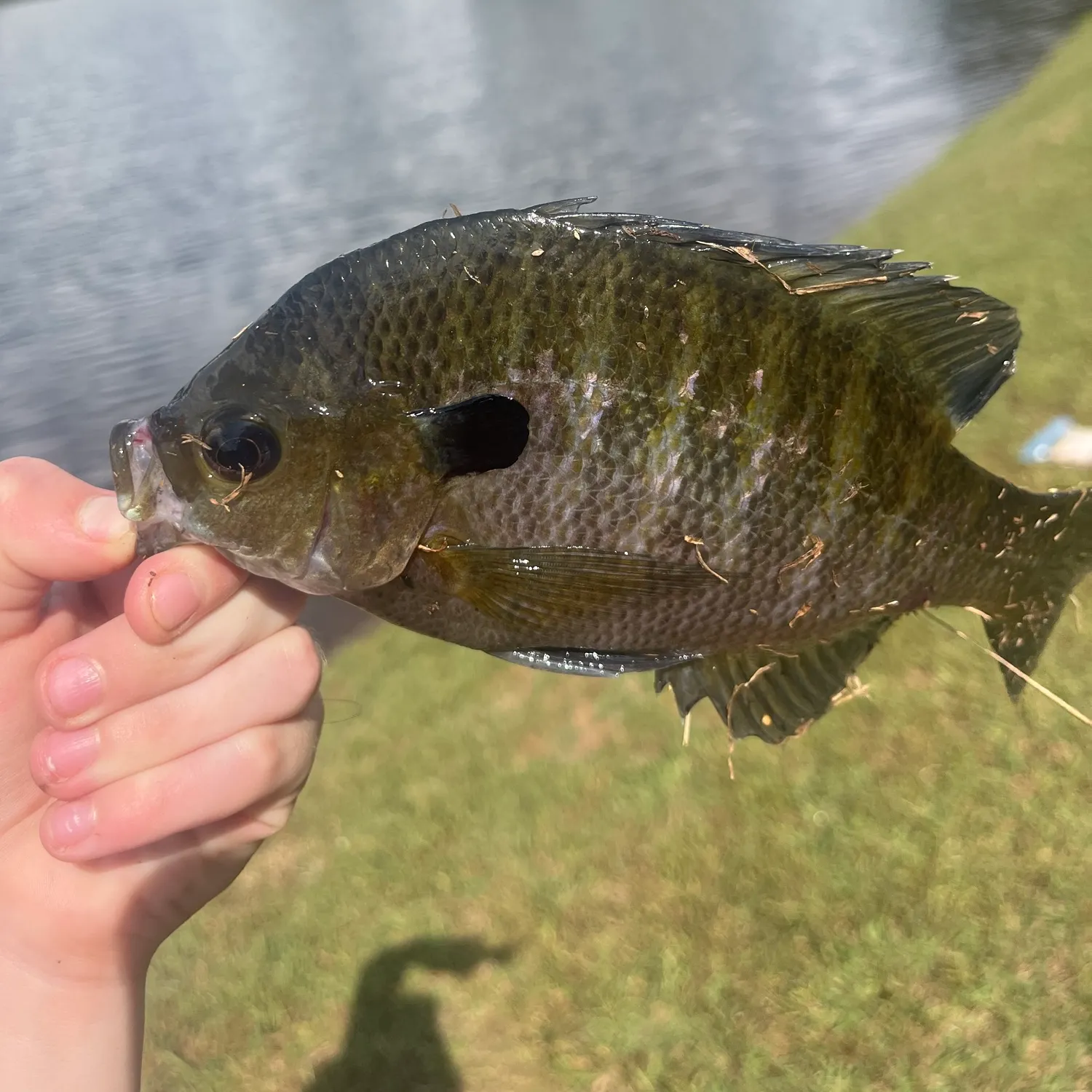 Bluegill caught on Fishbrain