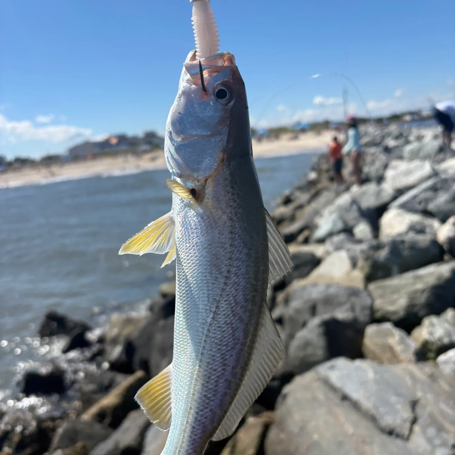Gray weakfish caught on Fishbrain